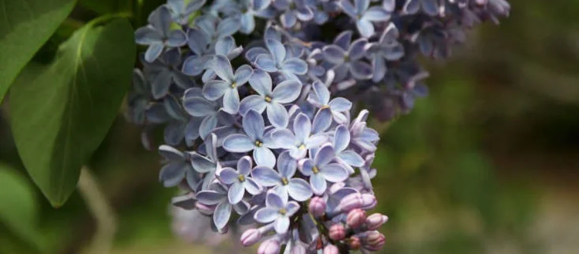 lilacs