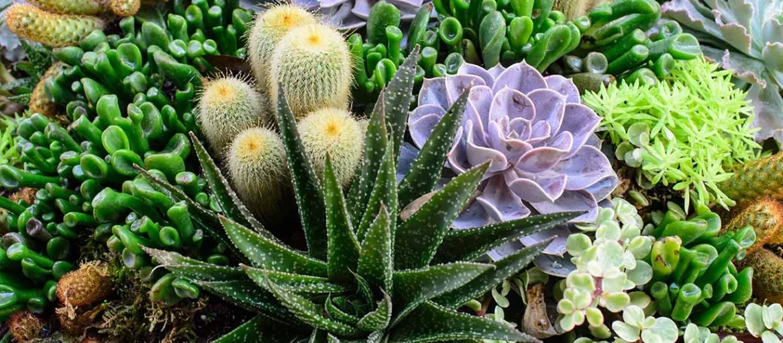 Succulents
