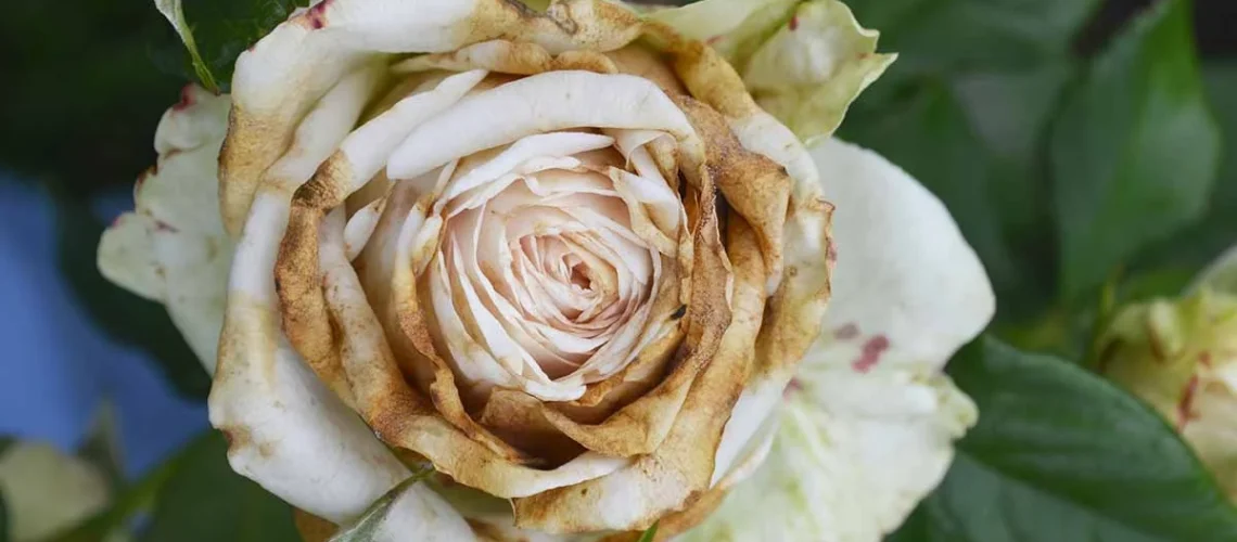 Rose diseases