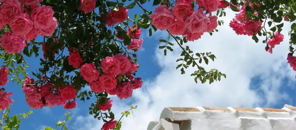 roseiras