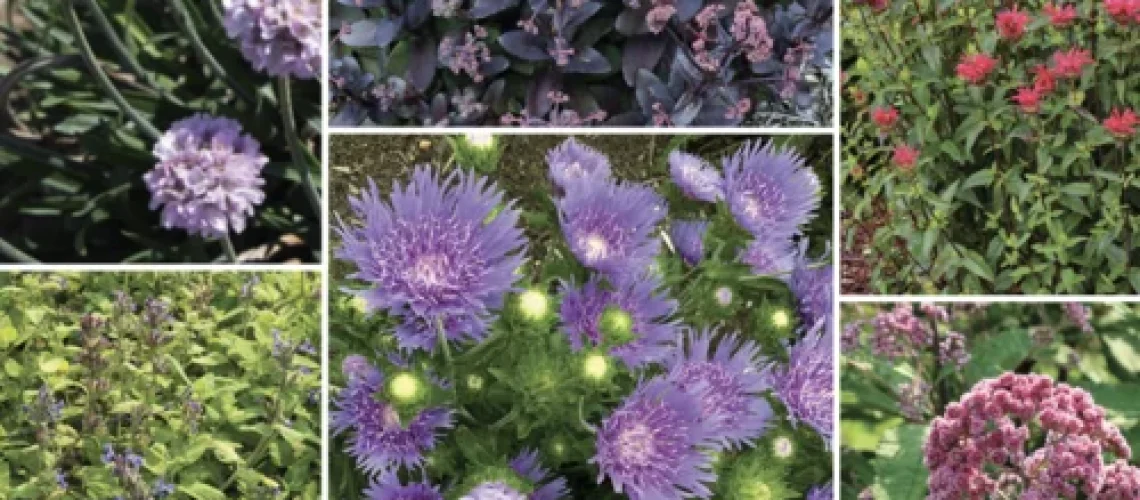 Perennials