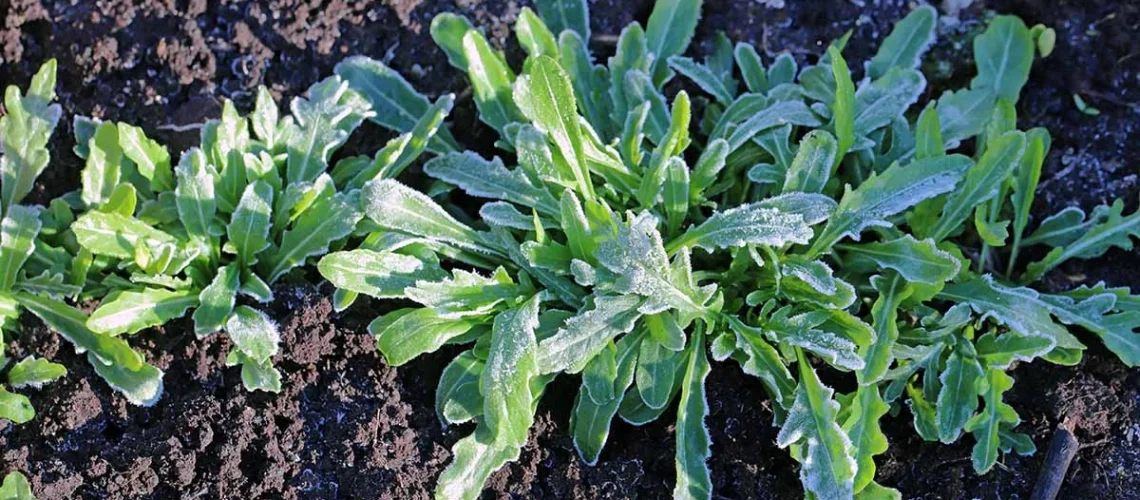 cover crops