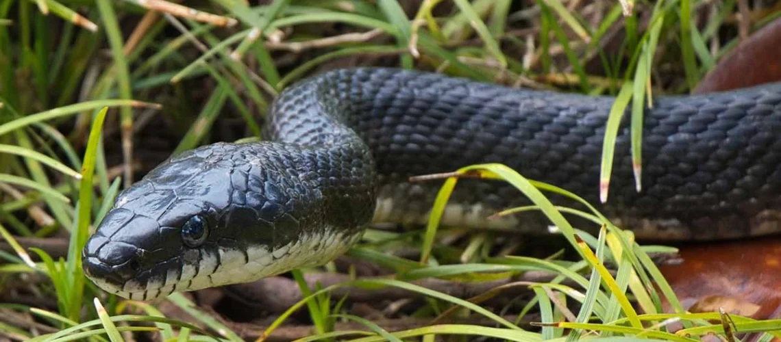 repelir cobras