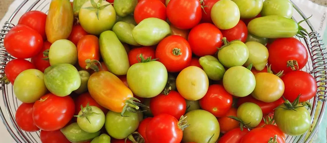 armazenamento de tomates