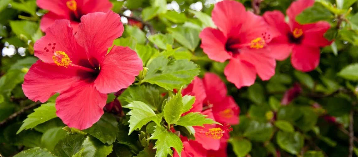 hibiscos