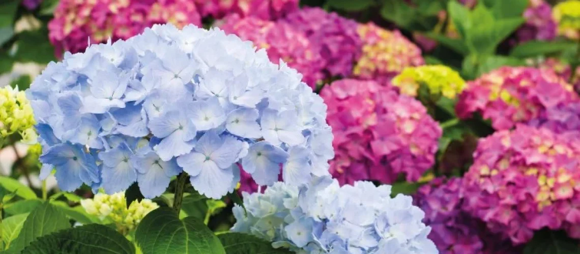 hortênsias