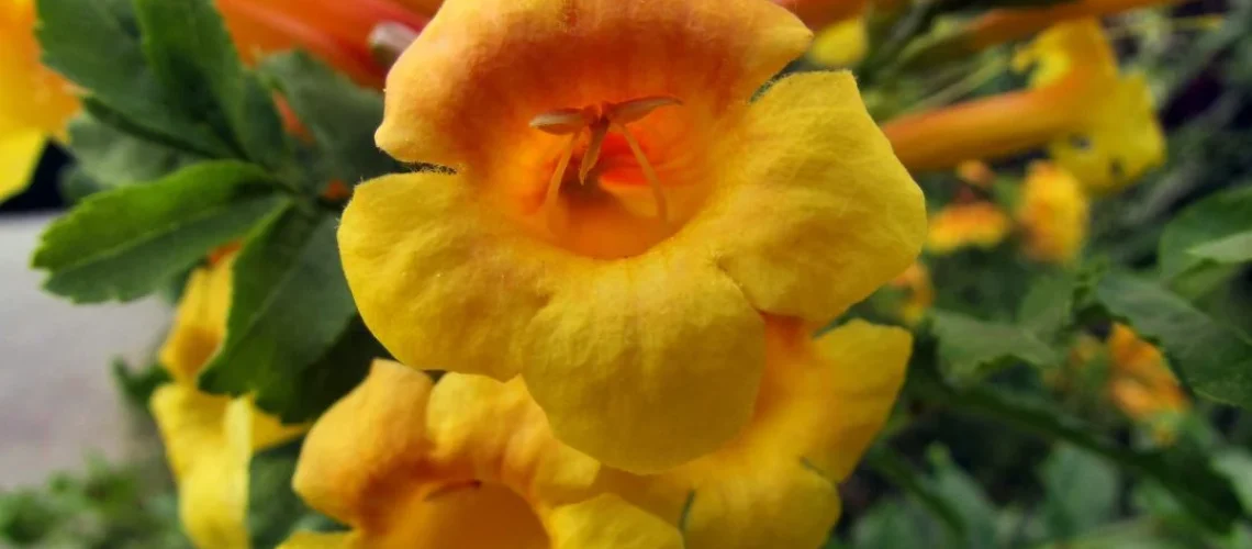 jardinagem