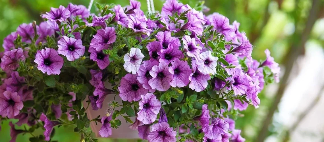 petúnias