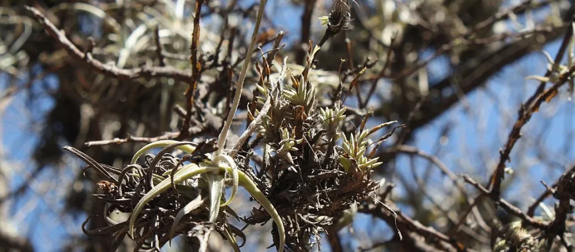 Tillandsia