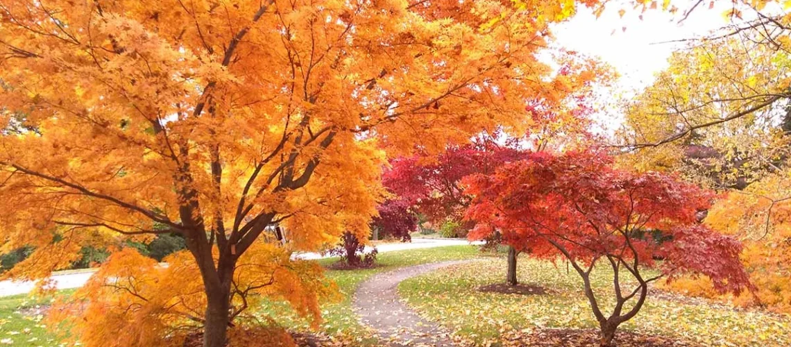 Fall foliage