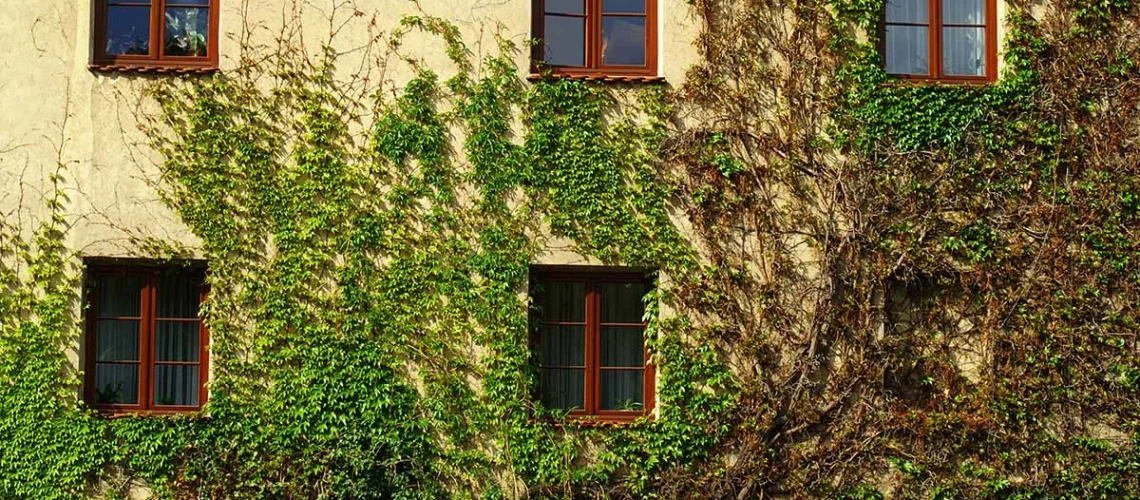 climbing vines