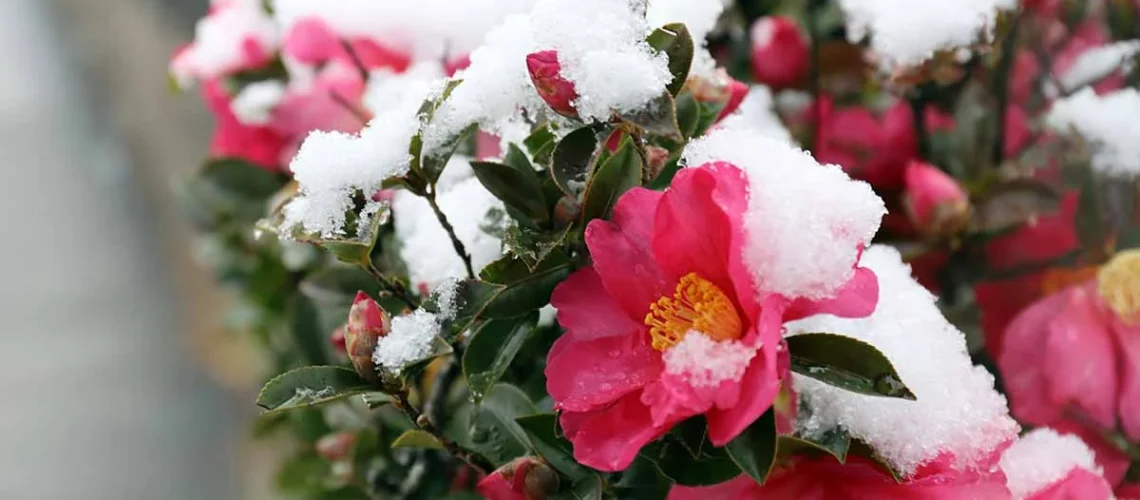 flores de inverno