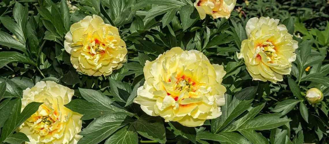 peonies