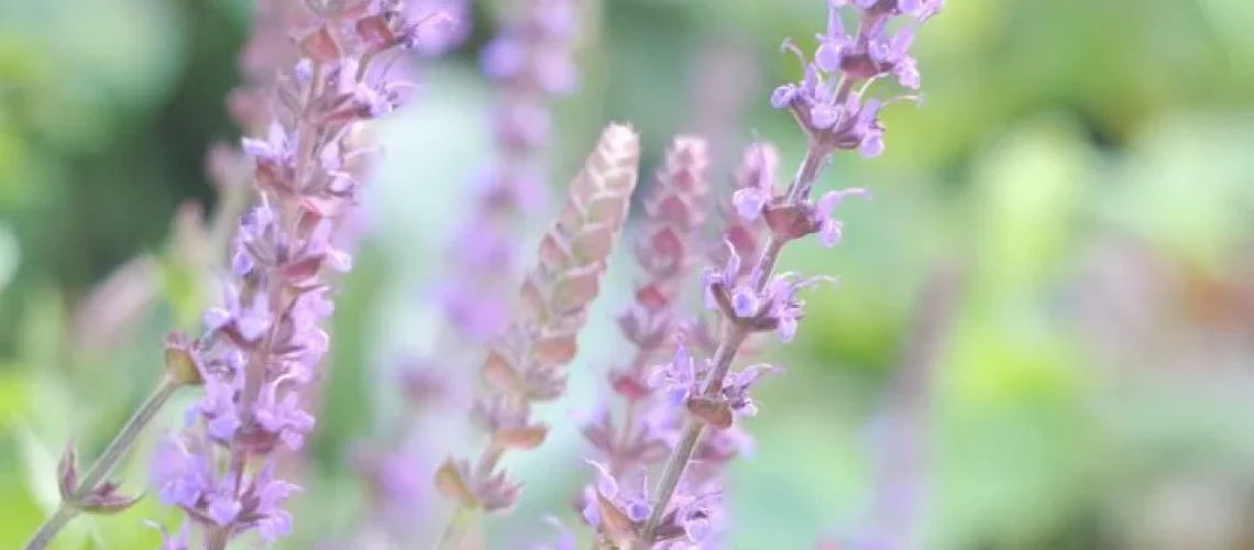 Salvia microphylla