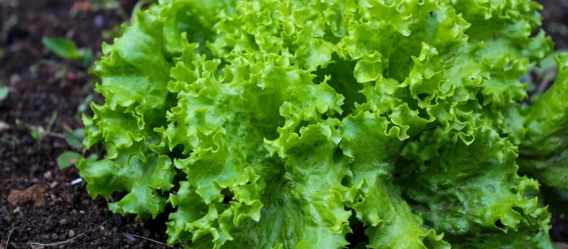 agricultura urbana