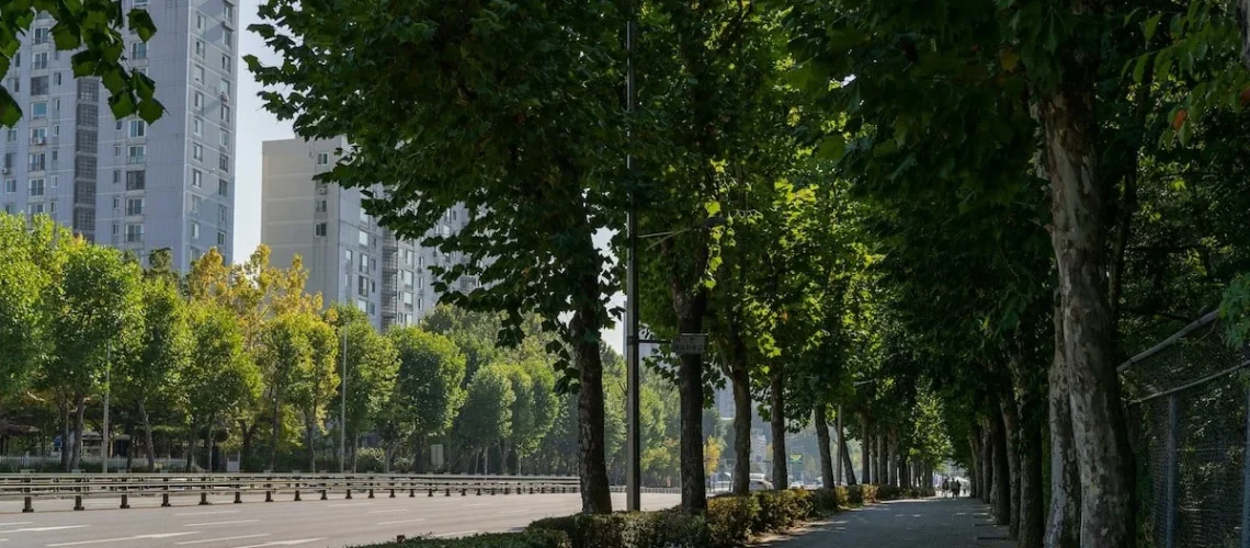 arborização urbana