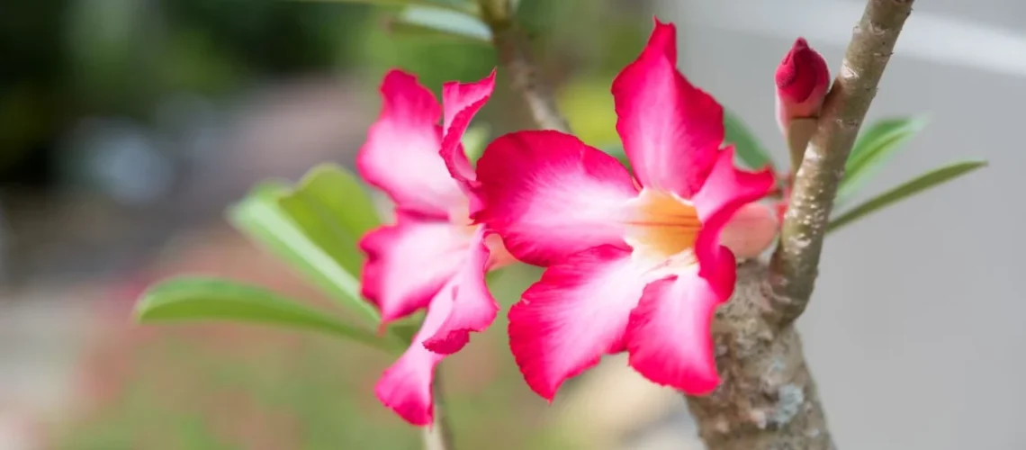 Rosa do deserto