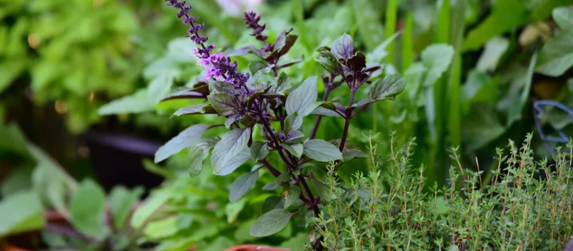 ervas aromáticas