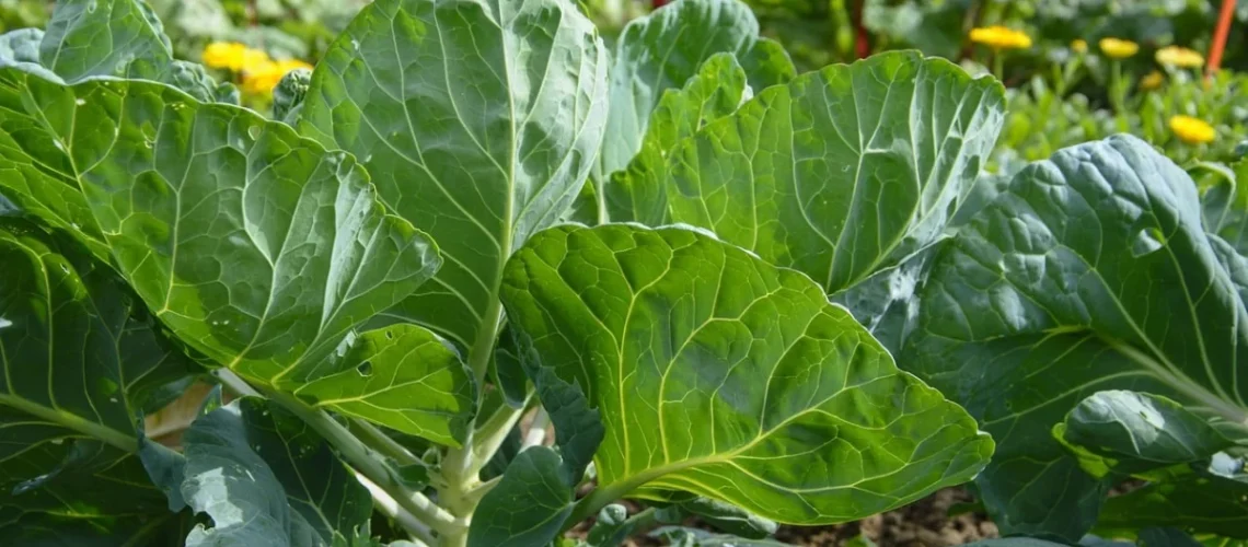 agricultura