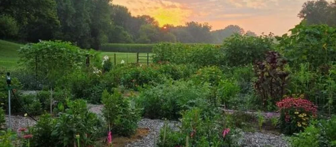 Cut-flower garden