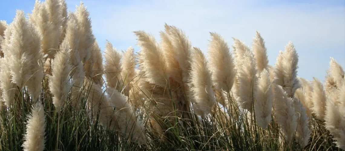 Erva-das-pampas