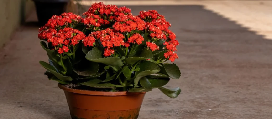 Kalanchoe