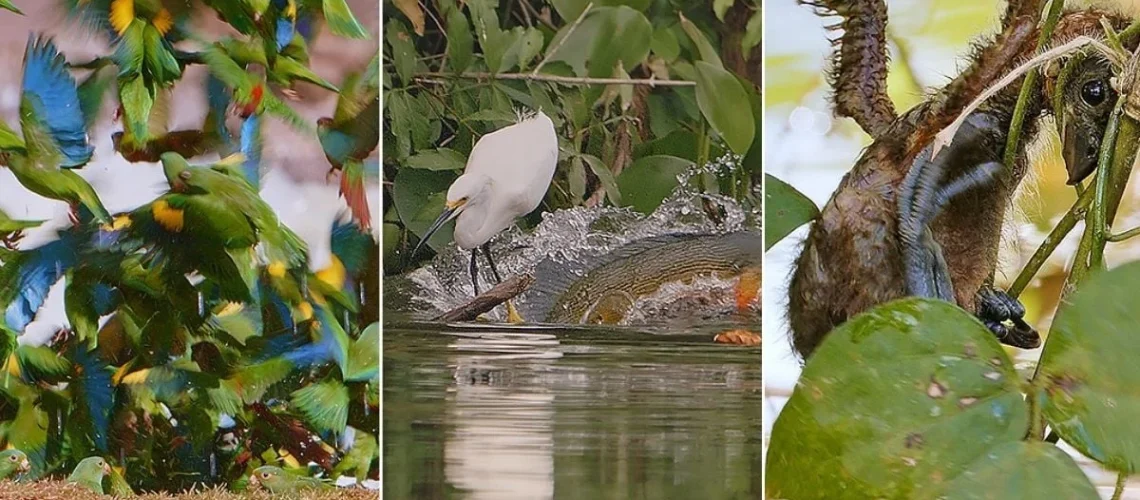 Amazônia