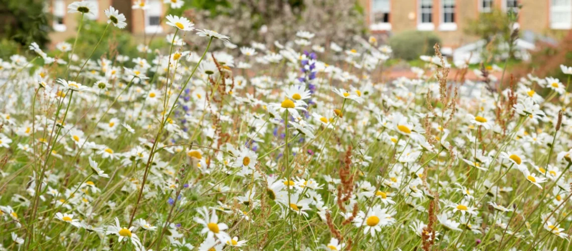 Wildflower Hotline