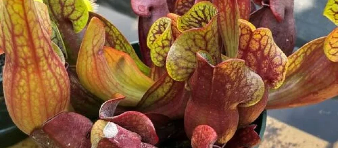 plantas carnívoras