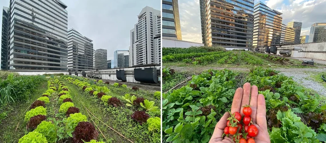 agricultura urbana