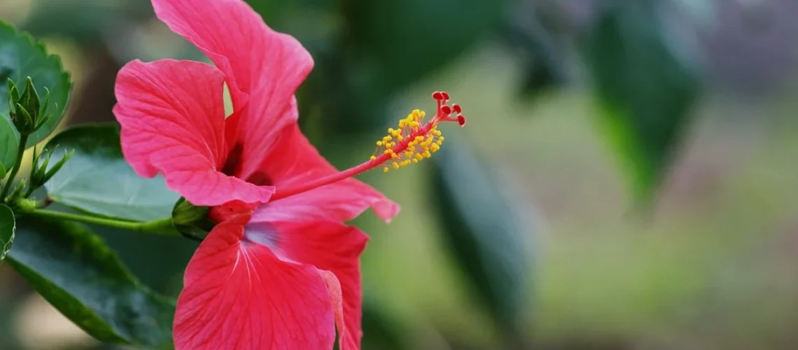 hibisco