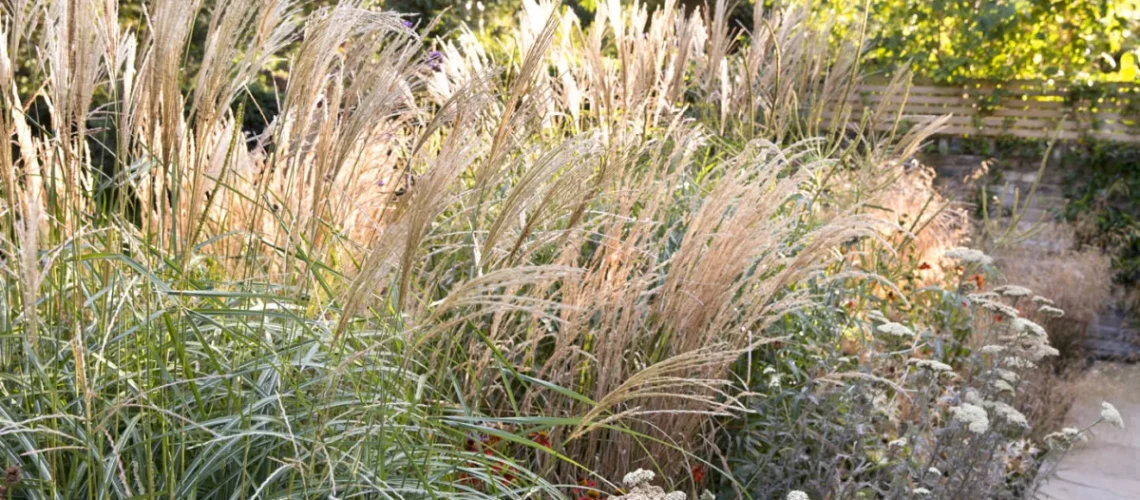 Miscanthus