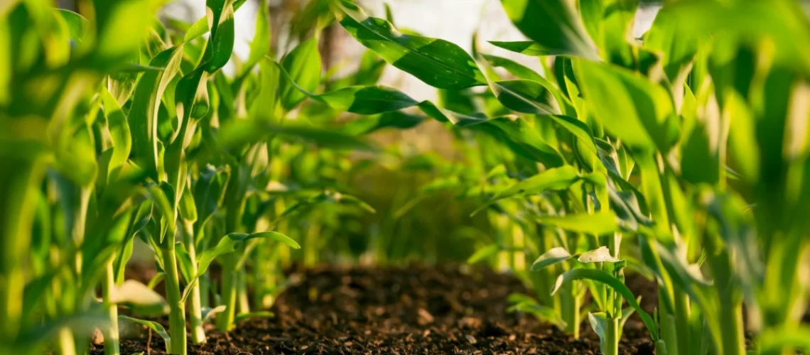 agricultura