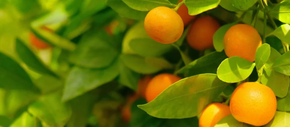 Kumquat