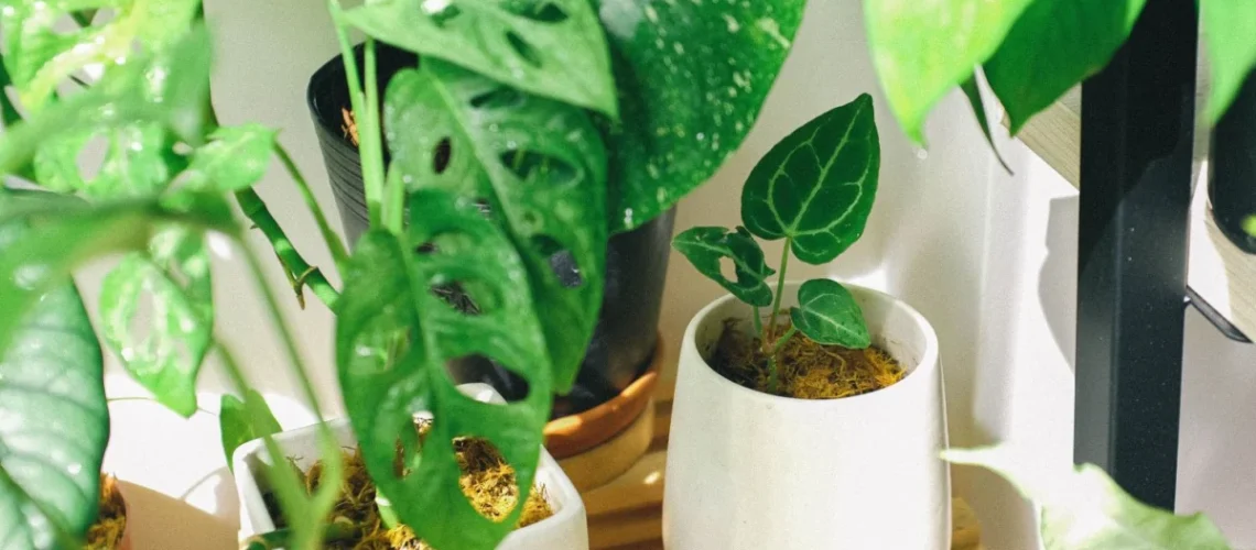 Plantas online