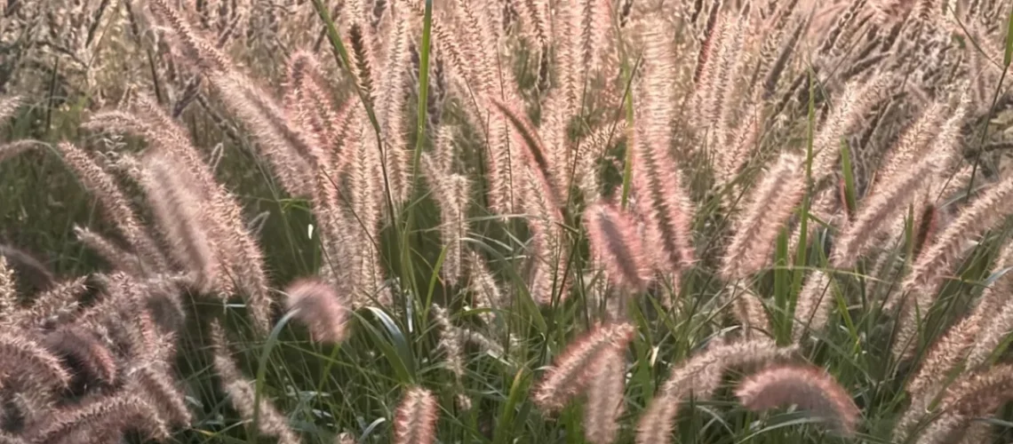 Pennisetum