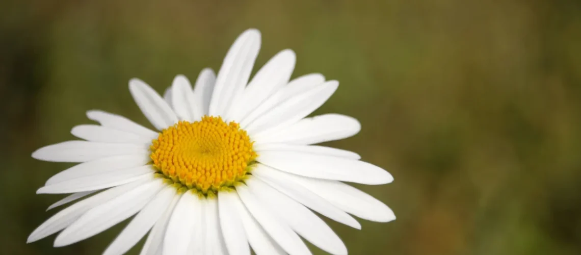 Margarida