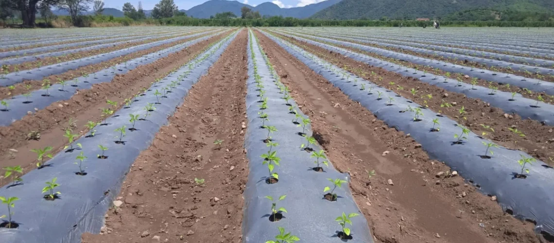 Agricultura regenerativa