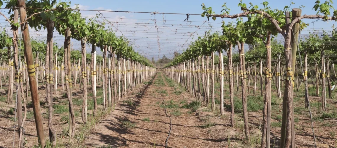 Vitivinicultura