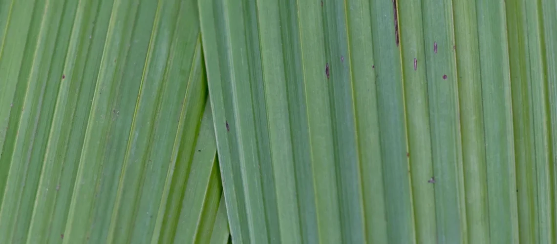 plantas de interior