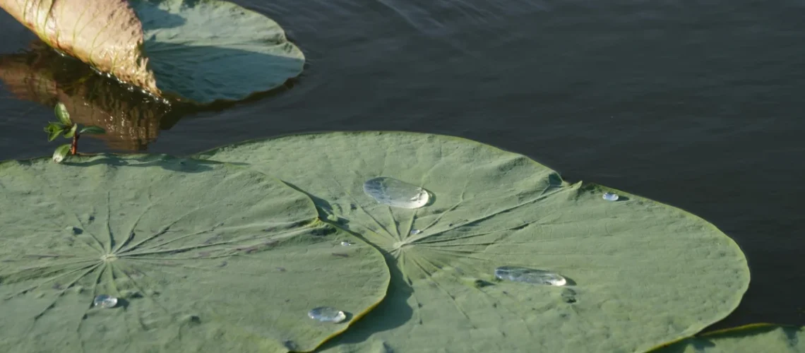 Plantas na água