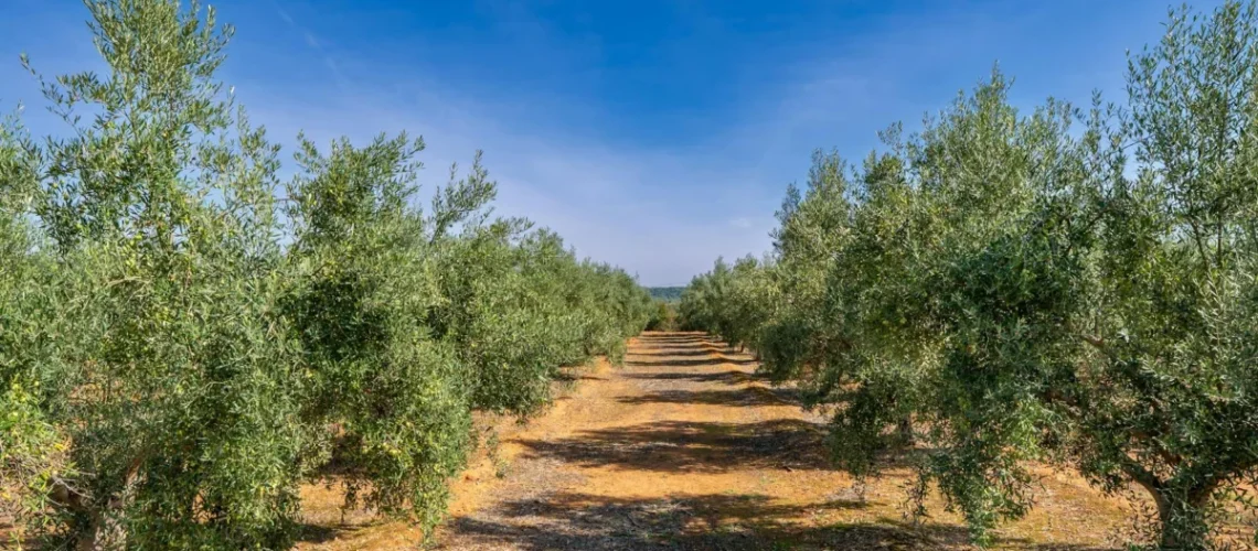 Olivicultura