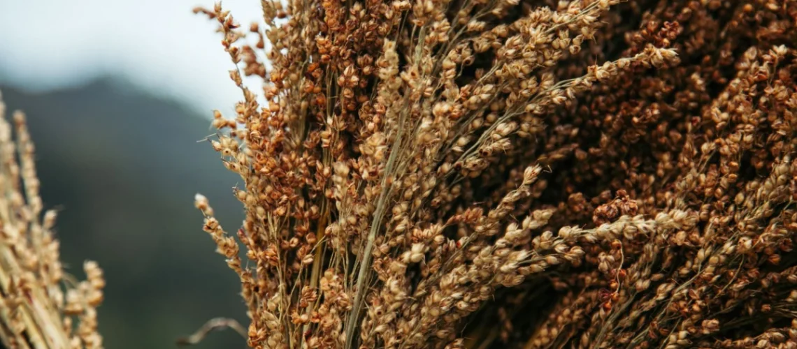 sorgo