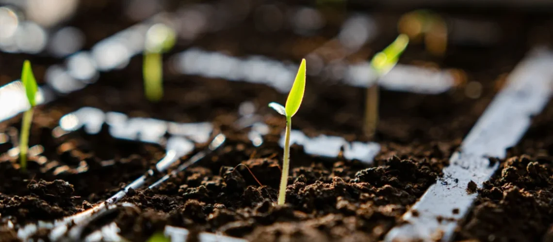 germinação