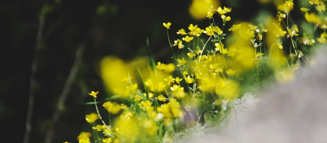 flores silvestres