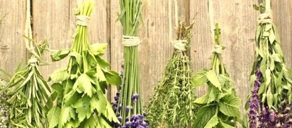 plantas medicinais