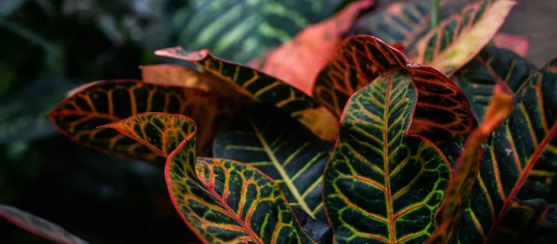 Plantas