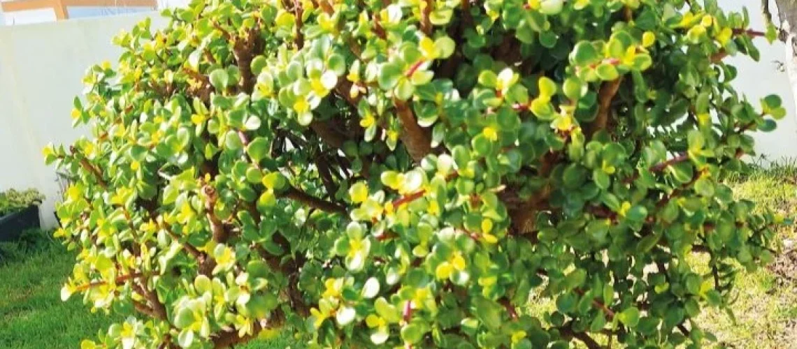 Portulacaria afra