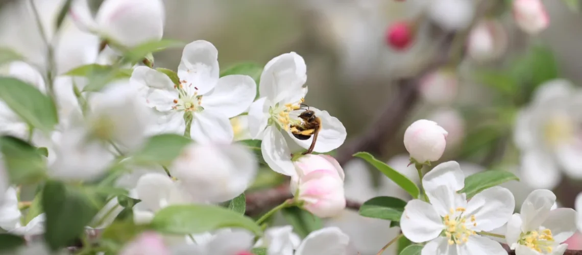 Jardinagem ecológica
