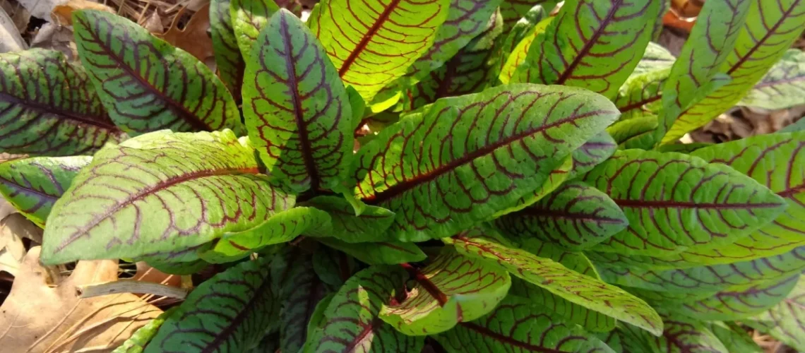 Jardinagem